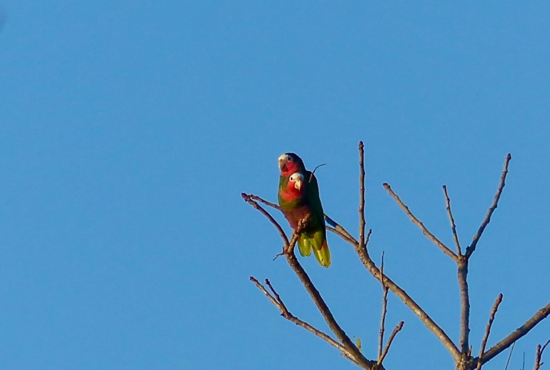 Cuban Parrot (Cuban) - Rick Taylor