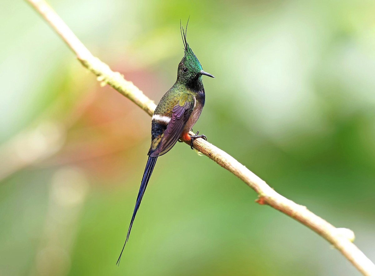 Wire-crested Thorntail - ML615960760