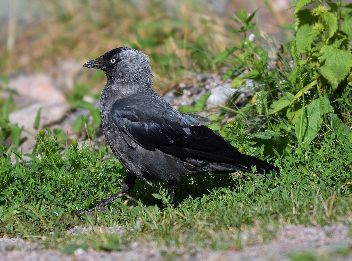 Eurasian Jackdaw - ML615960812