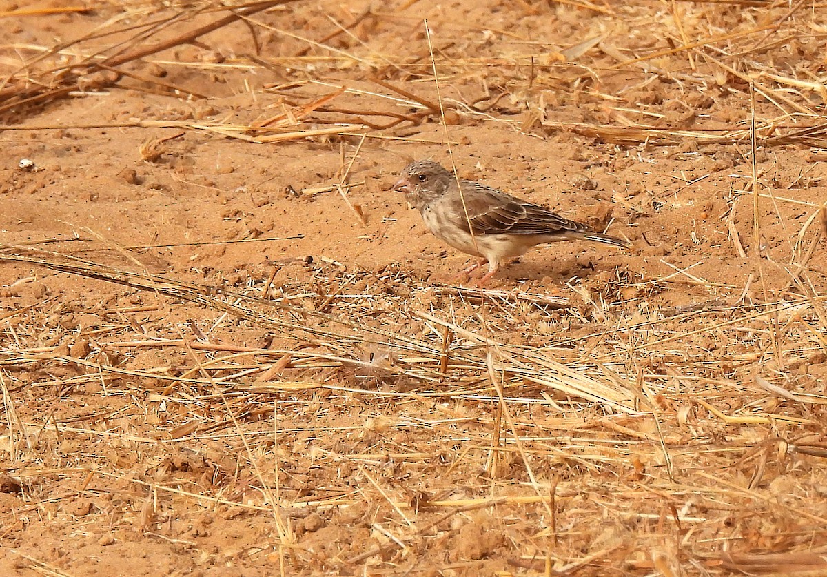 White-rumped Seedeater - ML615960988