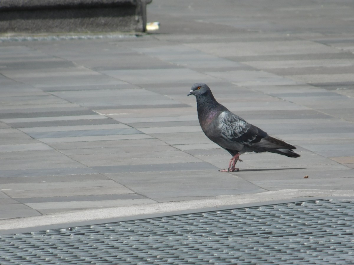 Rock Pigeon (Feral Pigeon) - ML615961028