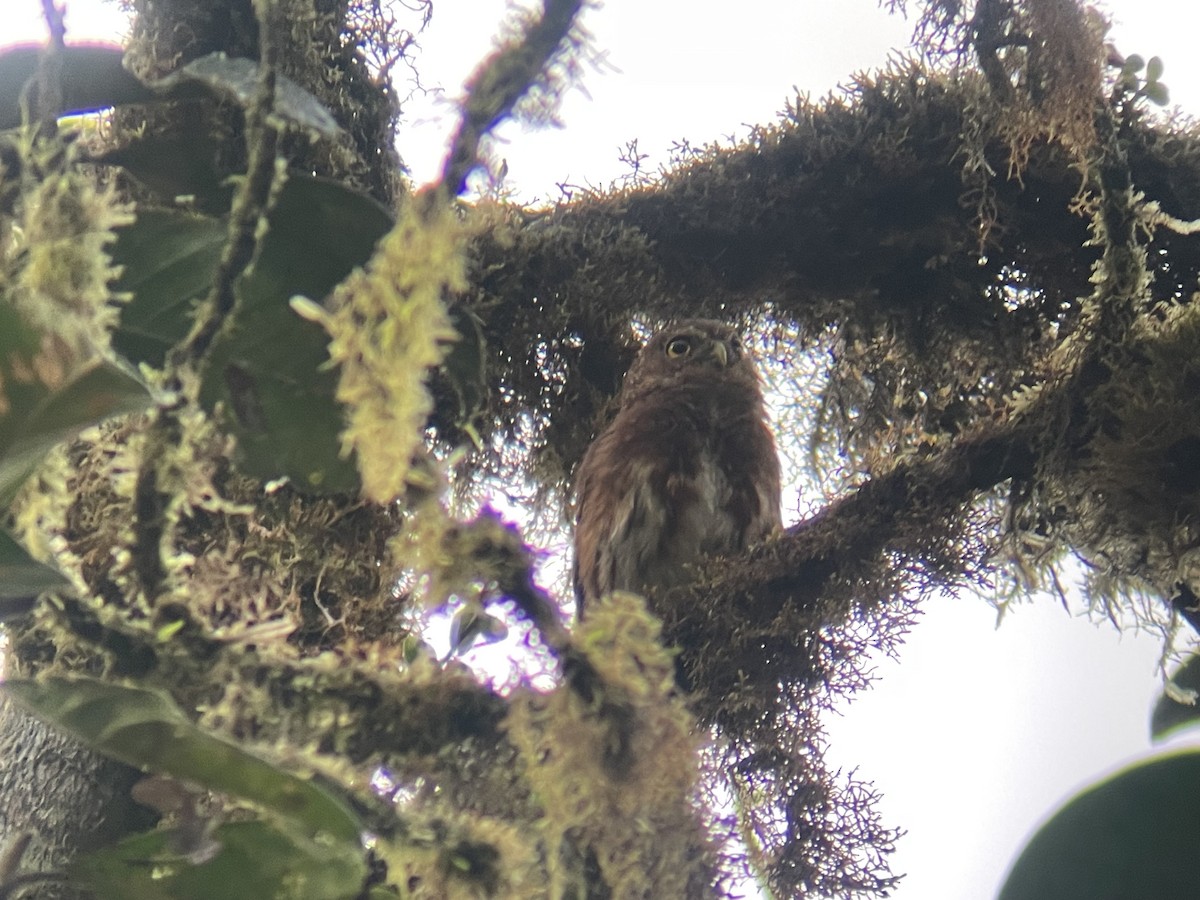 Cloud-forest Pygmy-Owl - ML615961106