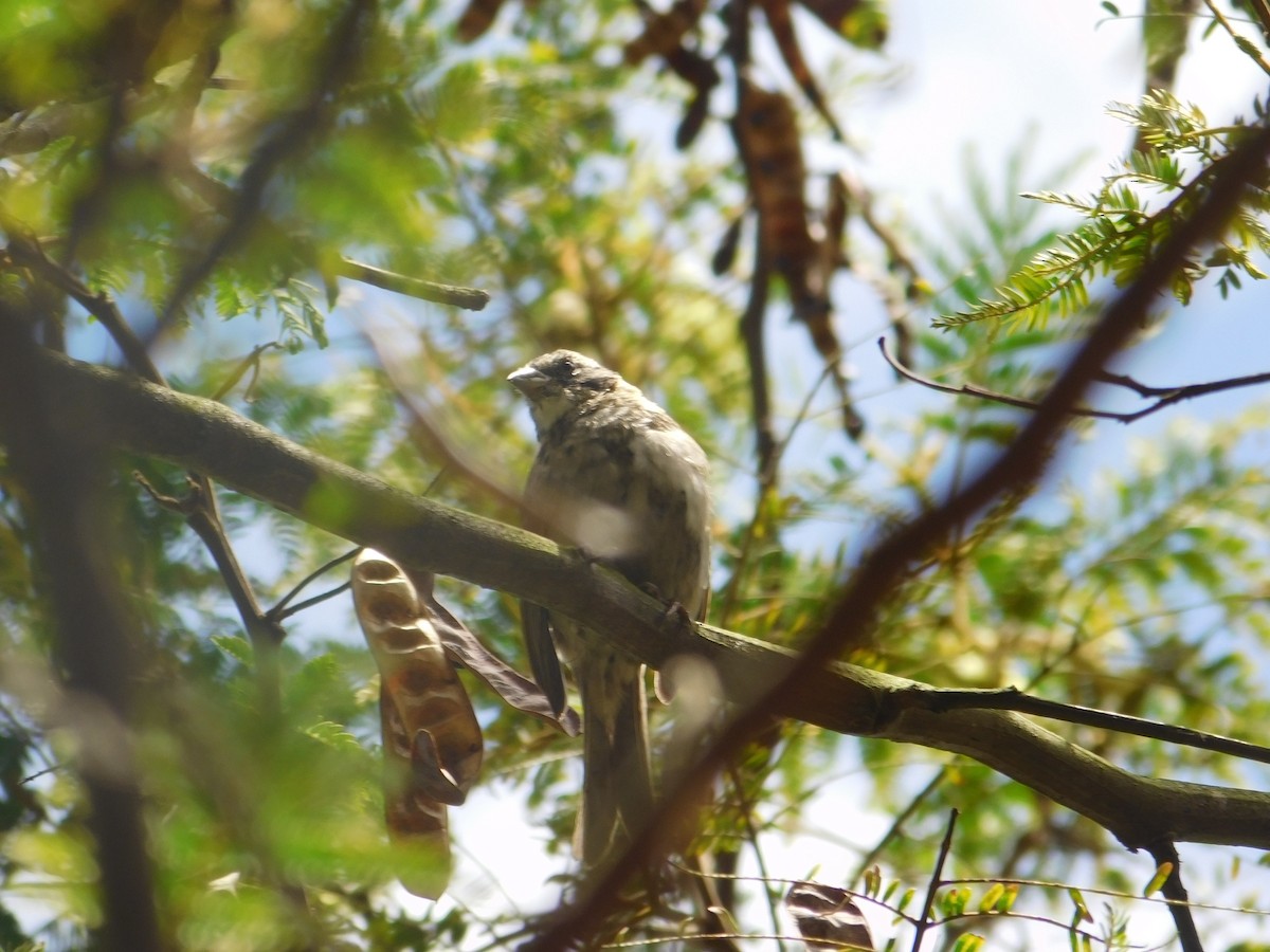 Rufous-collared Sparrow - Arrow Z L