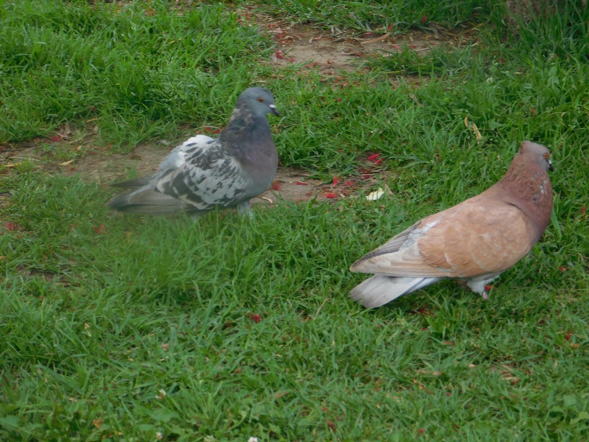Rock Pigeon (Feral Pigeon) - ML615961242