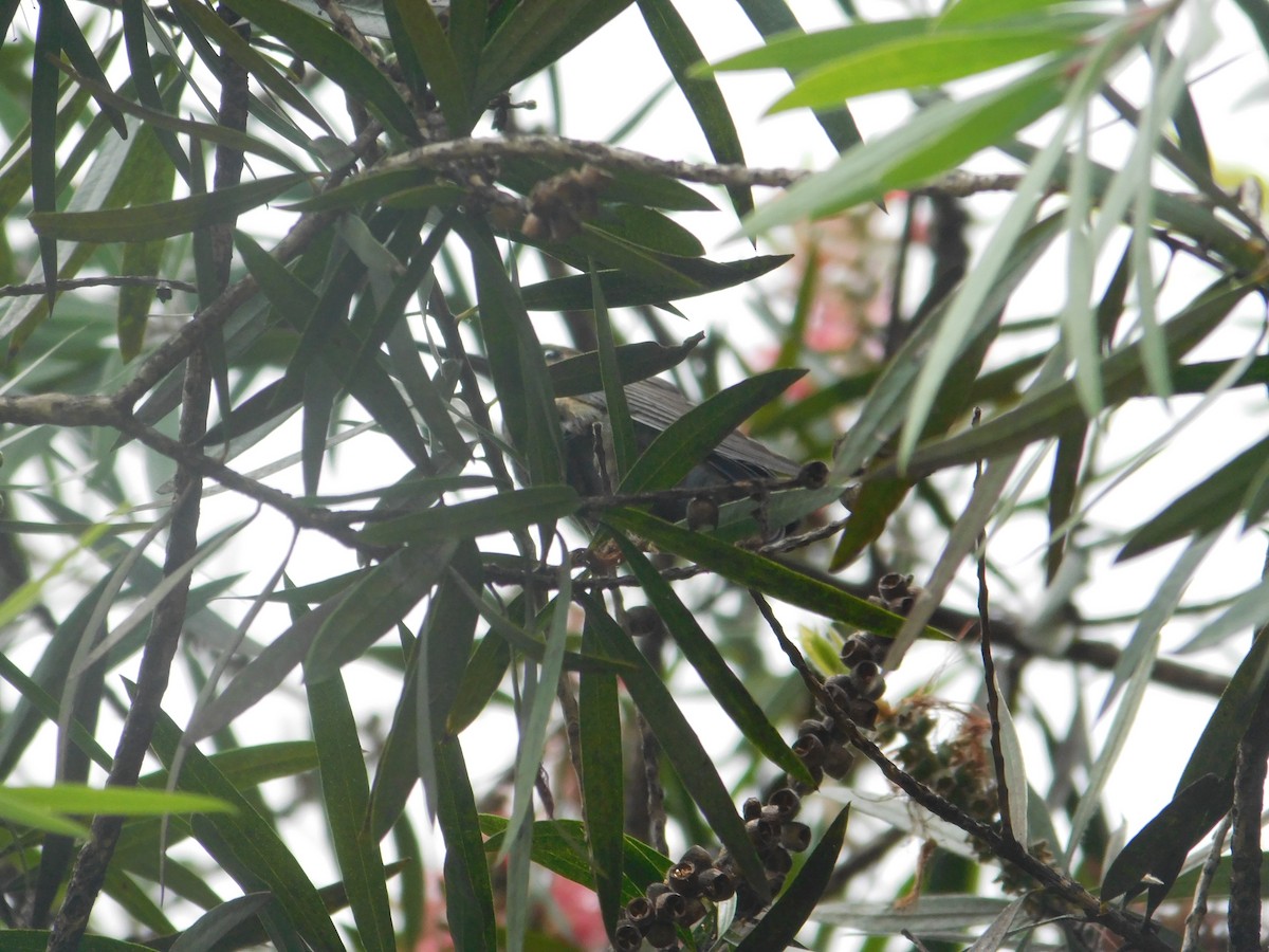 kolibřík blýskavý - ML615961276