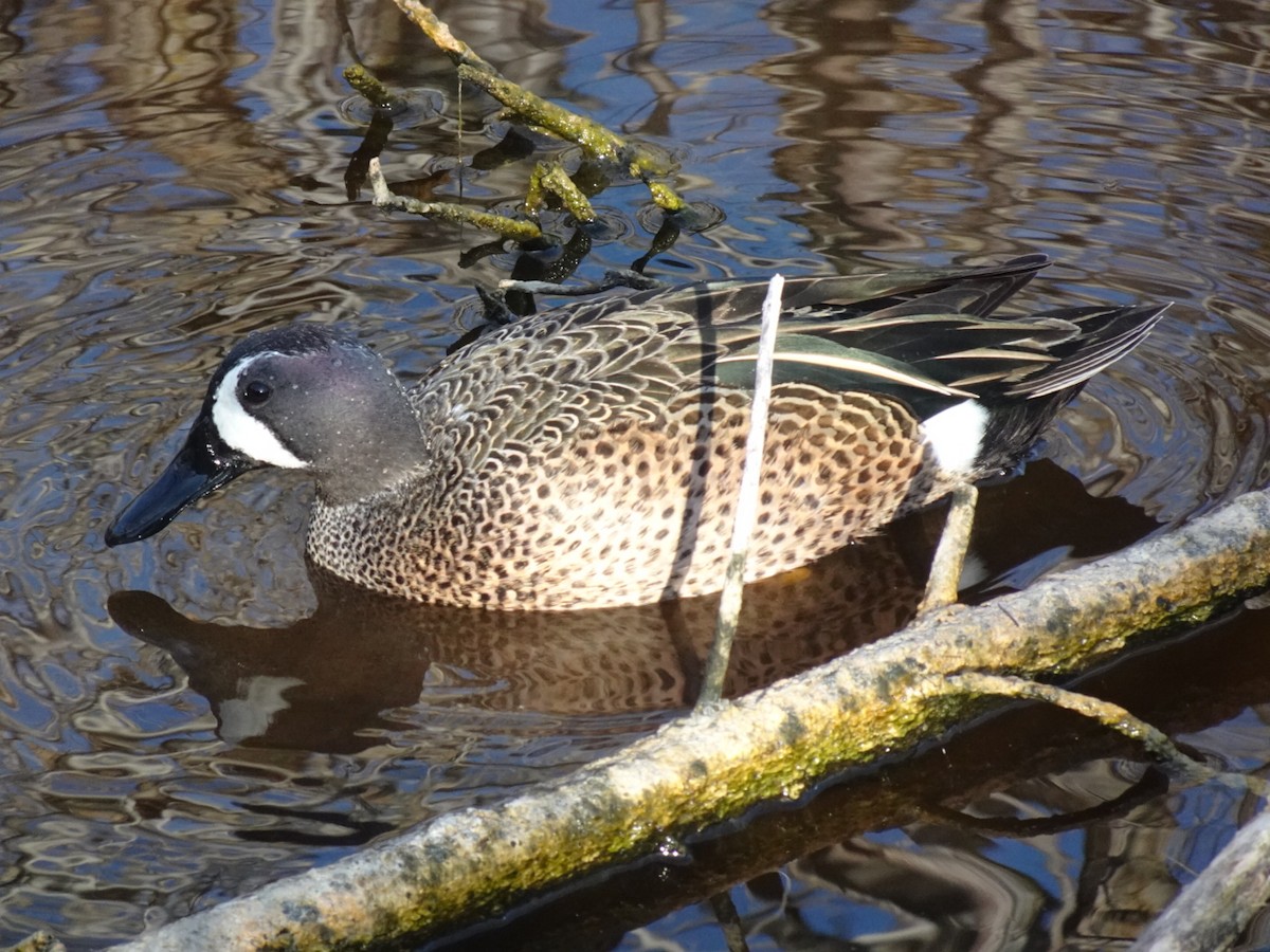 Blue-winged Teal - ML615961351