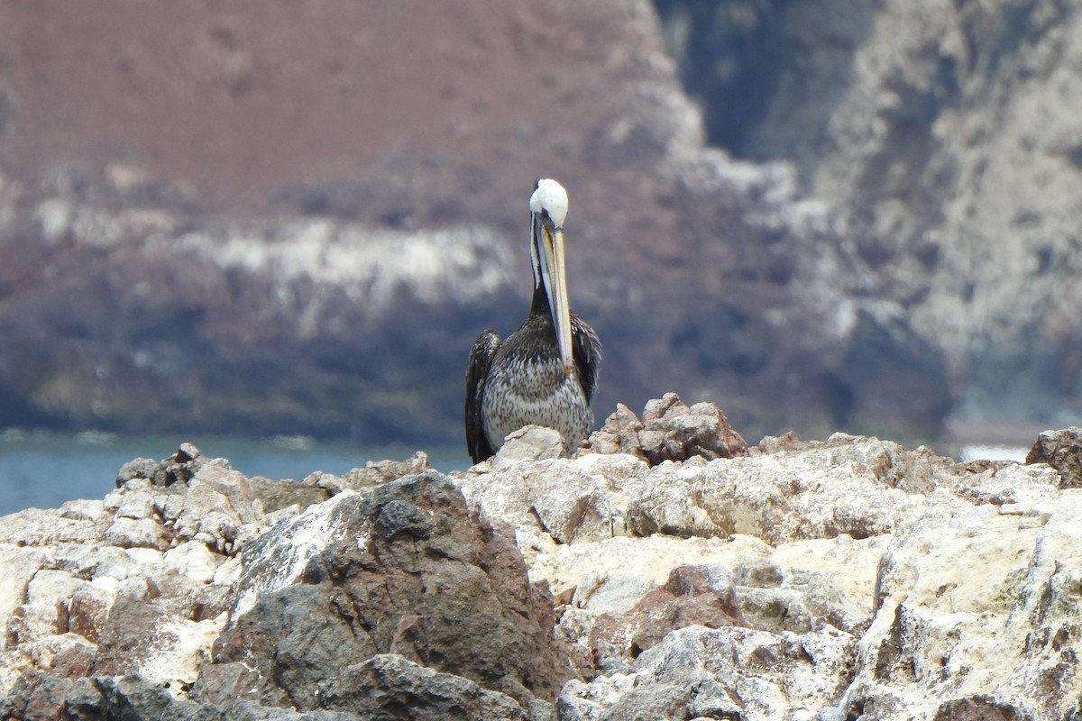 Перуанский пеликан - ML615961488