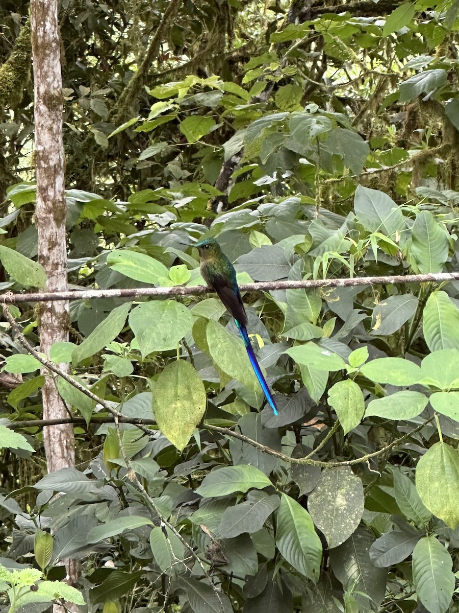 Violet-tailed Sylph - ML615961494