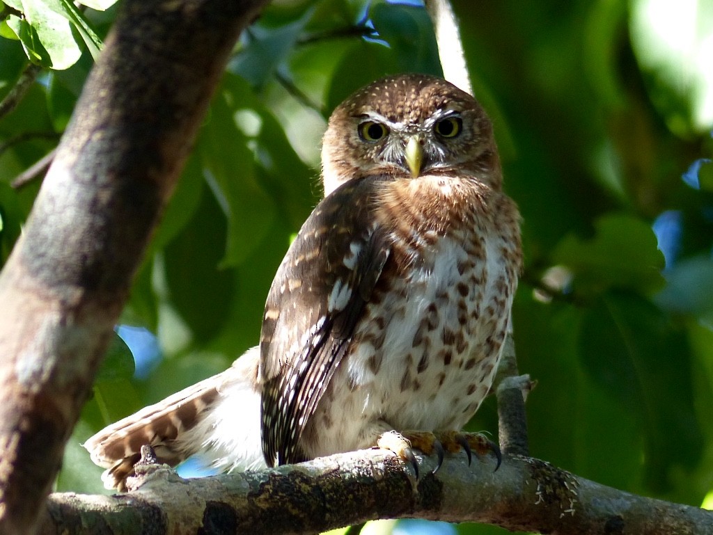Cuban Pygmy-Owl - ML615961614