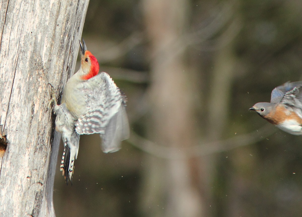 Red-bellied Woodpecker - ML615961916