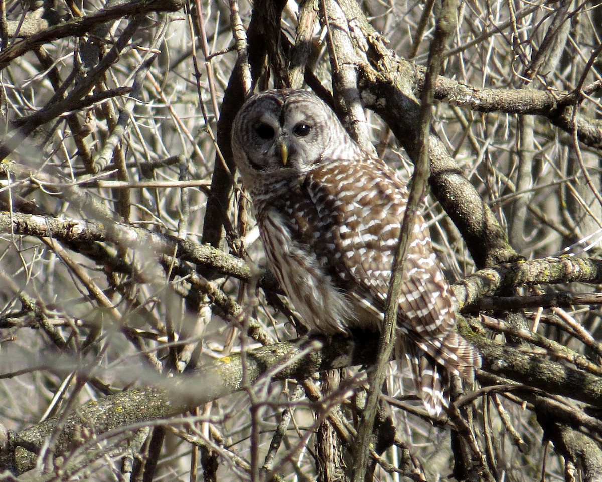 Barred Owl - Pam Campbell