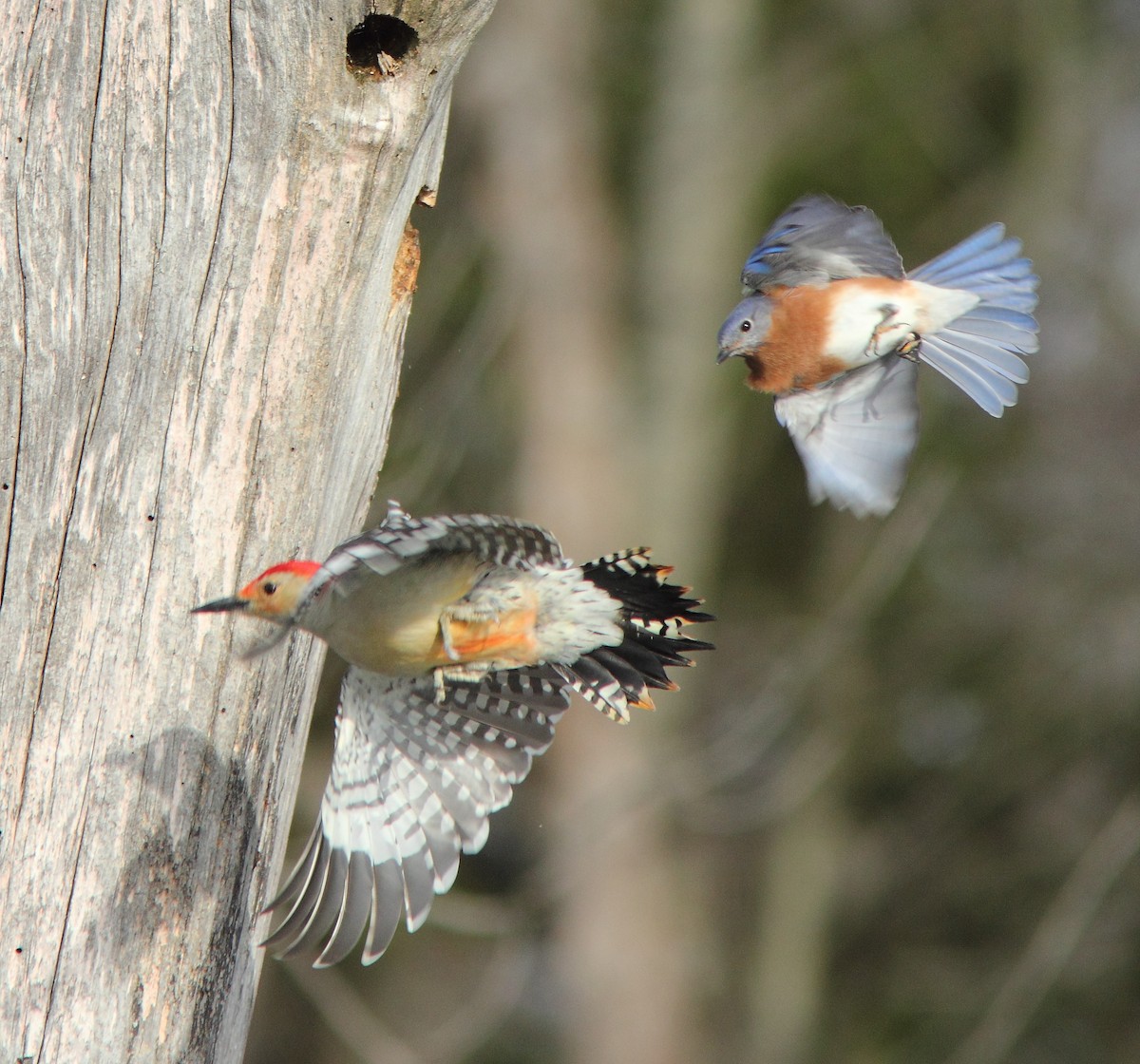 Red-bellied Woodpecker - Dave Spier