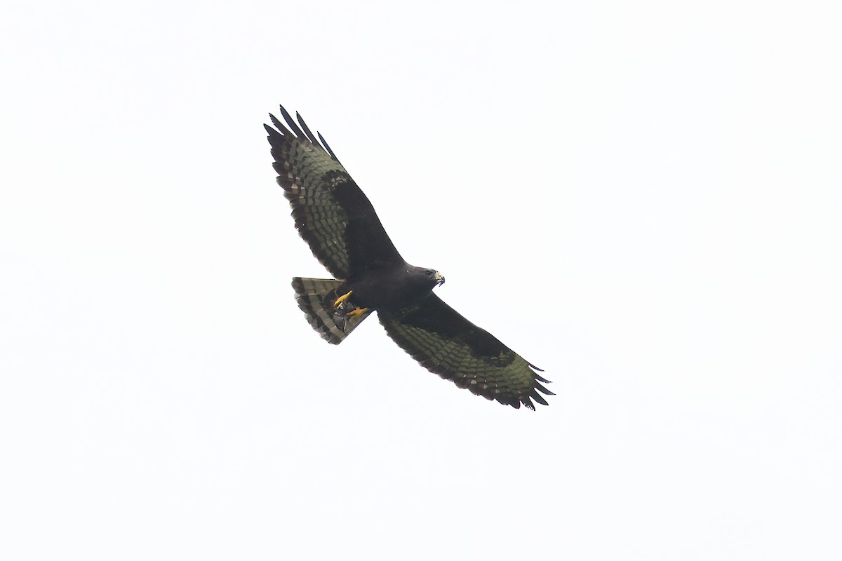 Short-tailed Hawk - Adrian Lakin