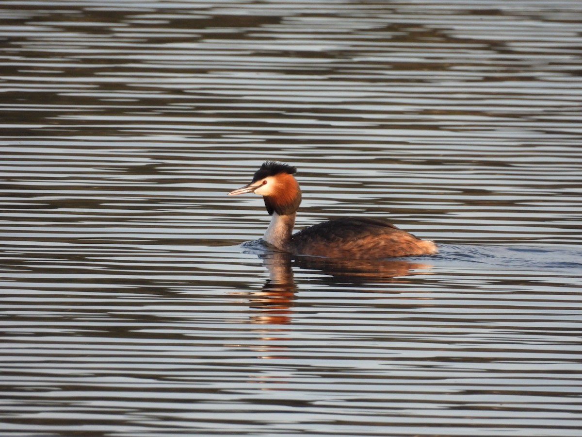 Great Crested Grebe - ML615962147