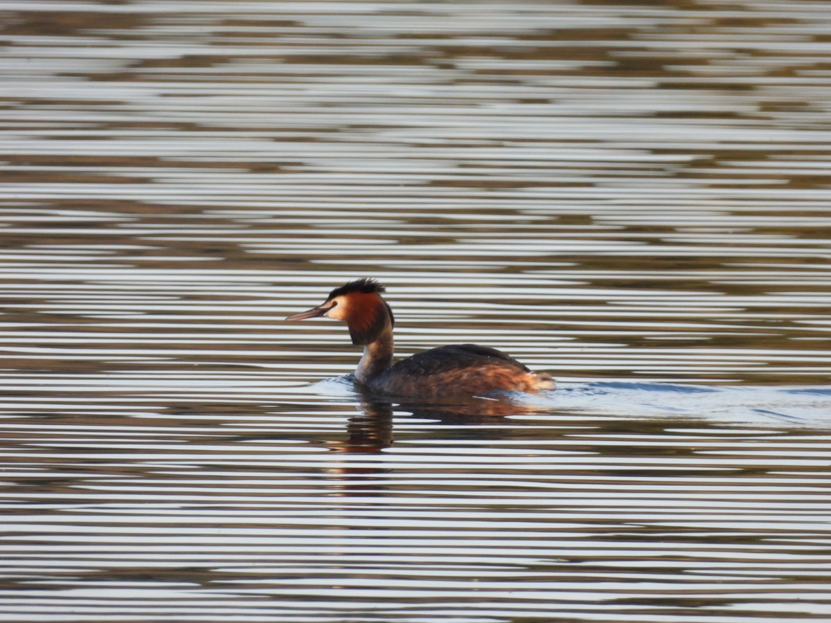 Great Crested Grebe - ML615962148