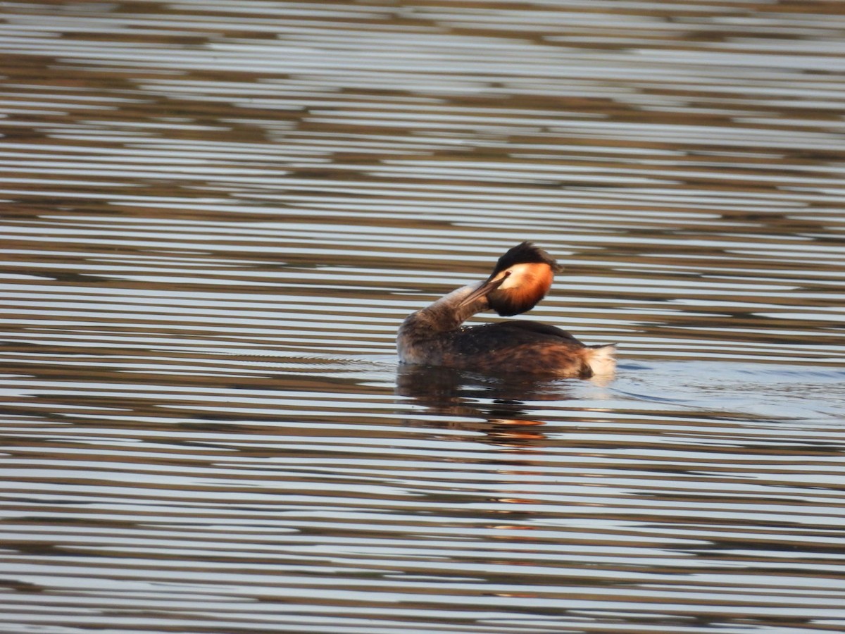 Great Crested Grebe - Nelson Tito