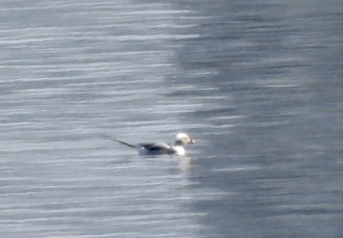 Long-tailed Duck - ML615962204