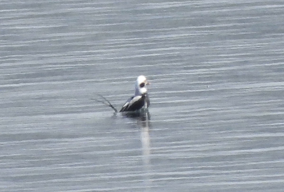 Long-tailed Duck - ML615962205