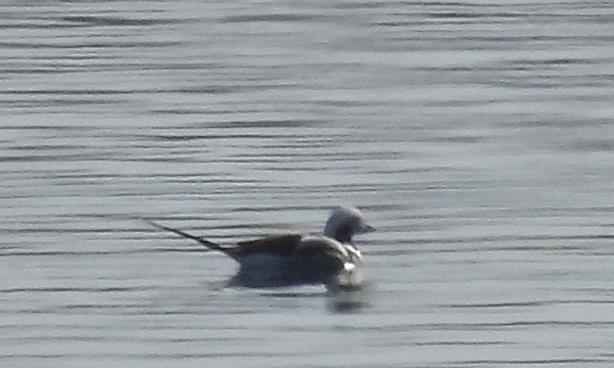 Long-tailed Duck - ML615962206