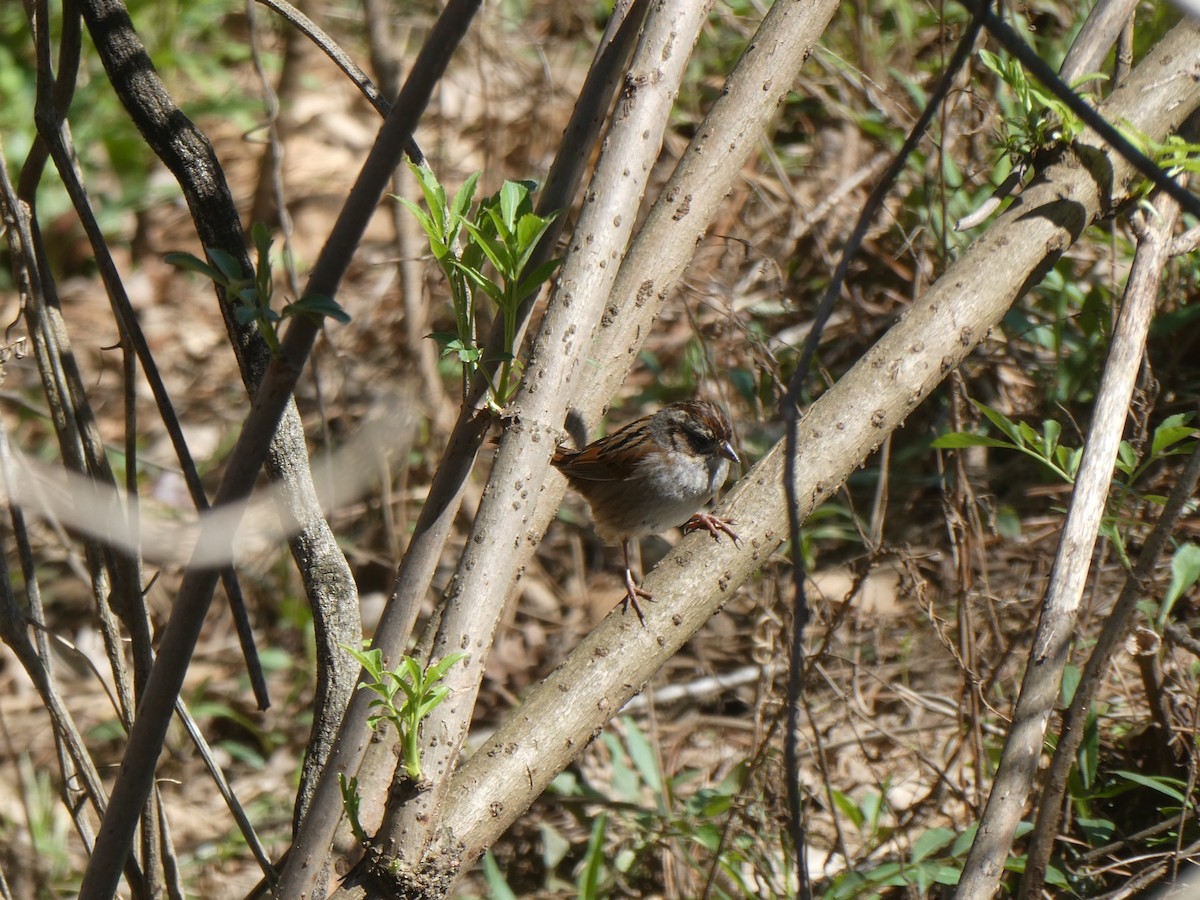 Swamp Sparrow - ML615962244
