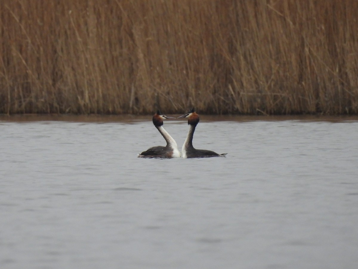 Great Crested Grebe - ML615962306