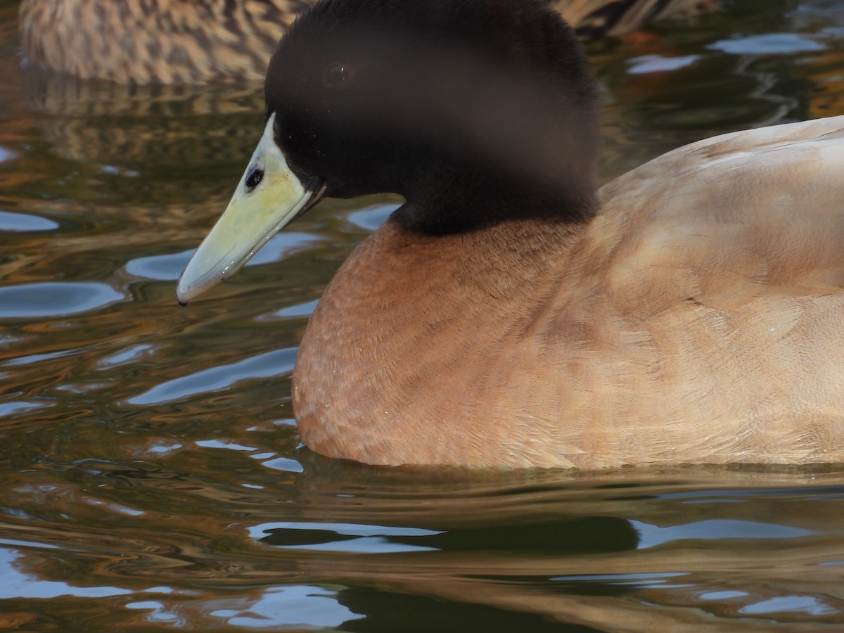 Muscovy Duck x Mallard (hybrid) - ML615962371