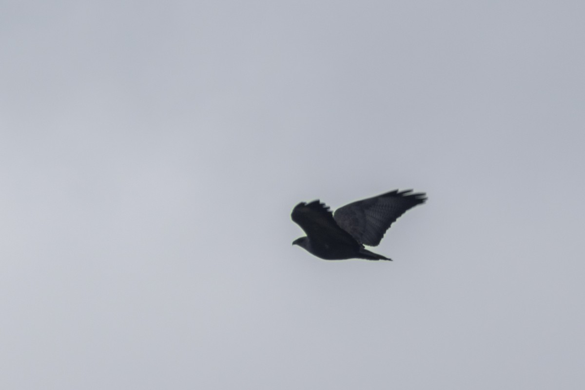Black-chested Buzzard-Eagle - ML615962452