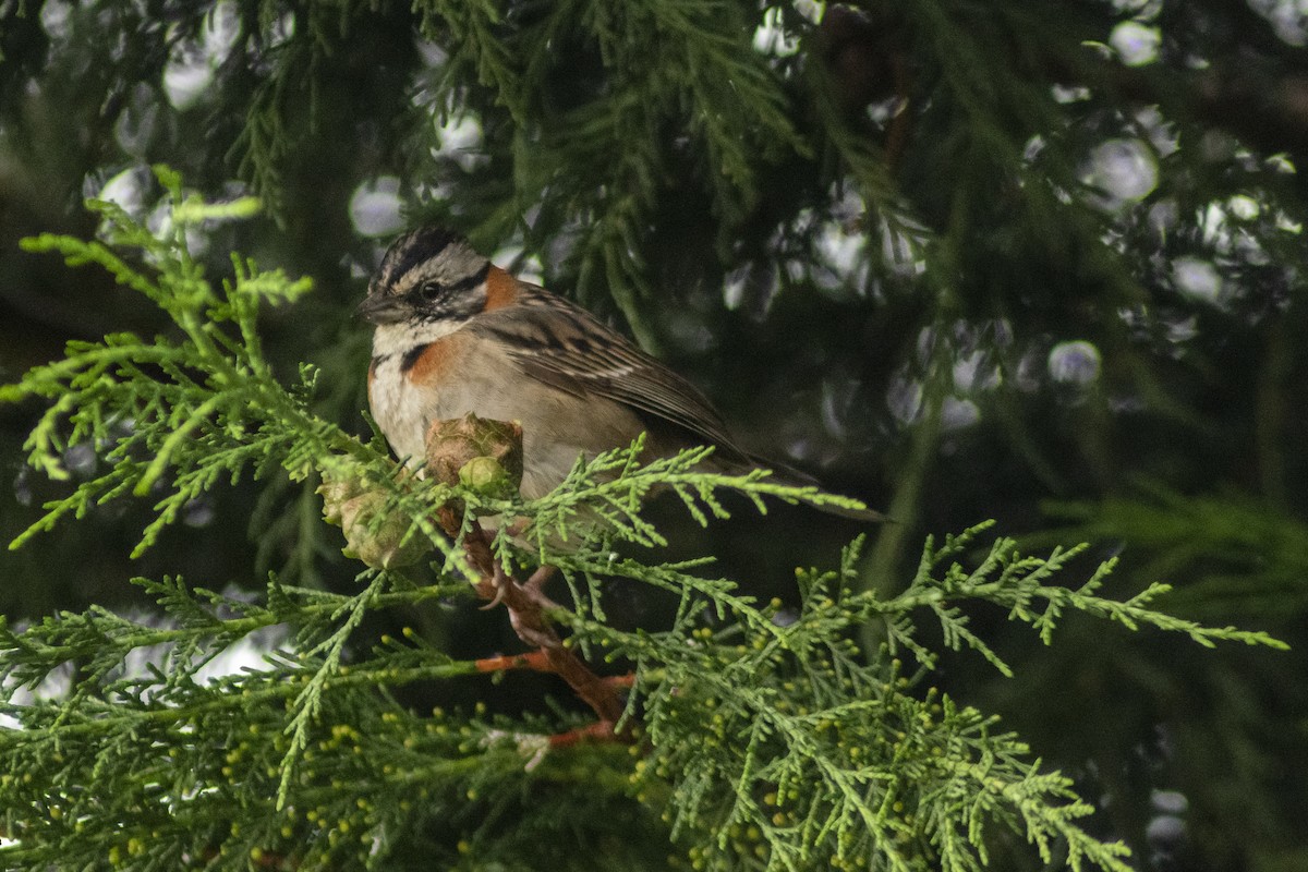 Rufous-collared Sparrow - Fabián Brito Neira