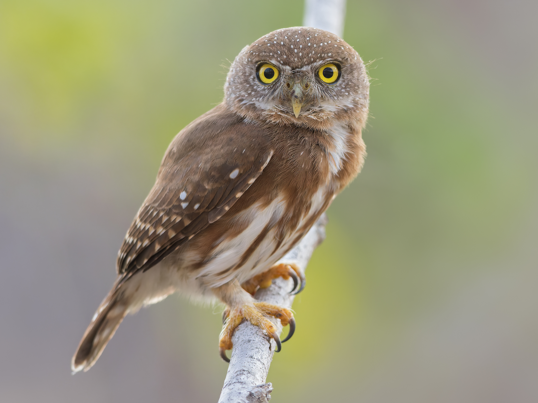 Colima Pygmy-Owl - Dubi Shapiro