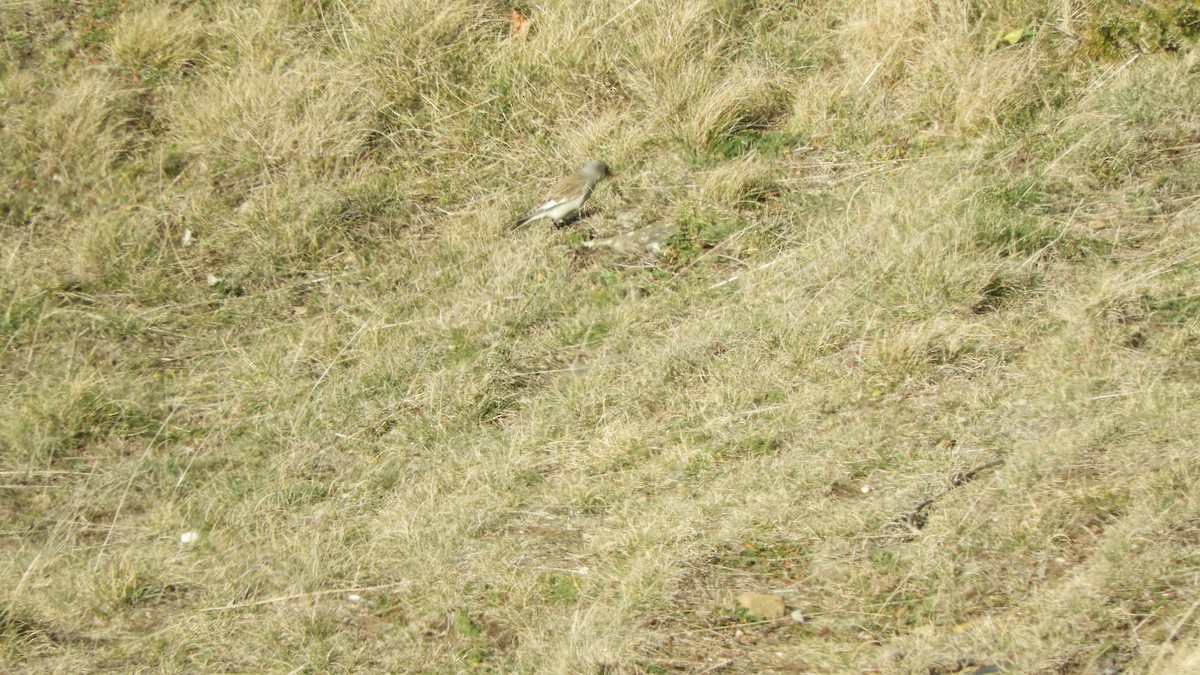 White-winged Snowfinch - ML615962559