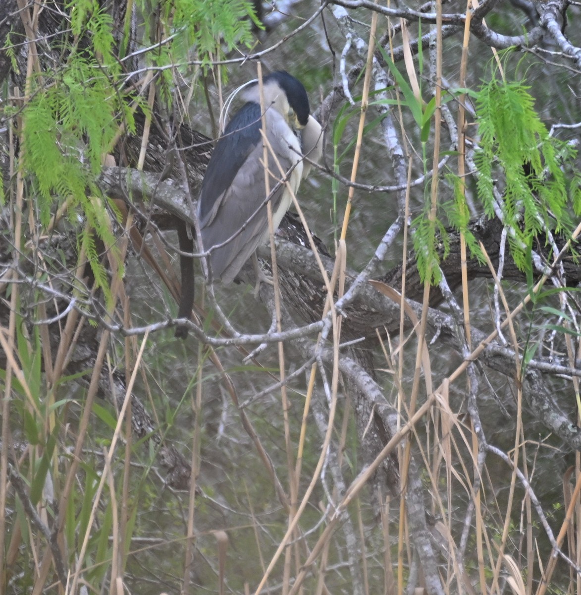 Black-crowned Night Heron - ML615962666