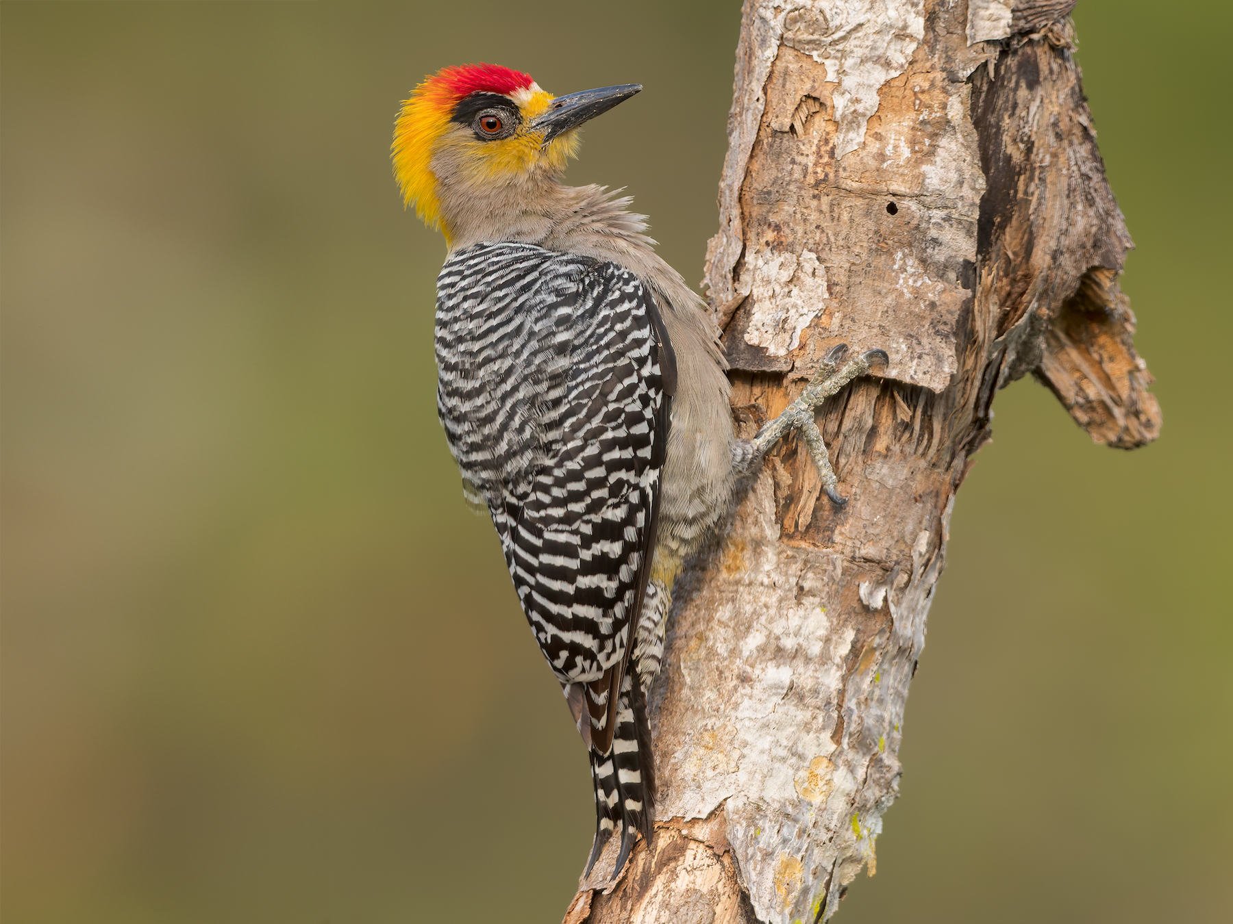 Golden-cheeked Woodpecker - Dubi Shapiro