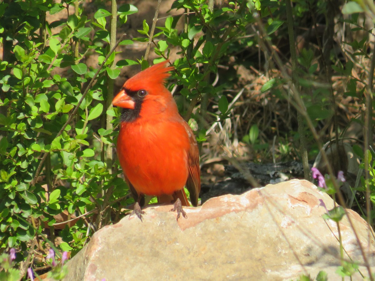 Cardinal rouge - ML615962852