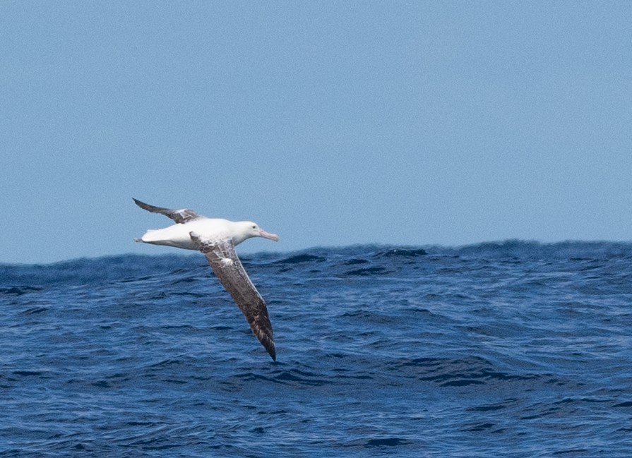 Southern Royal Albatross - Tom Dougherty