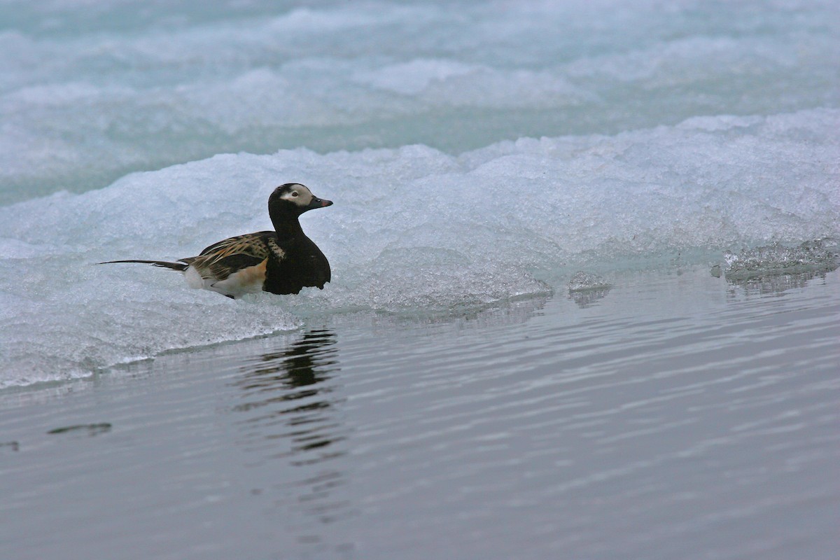 Long-tailed Duck - ML615963002