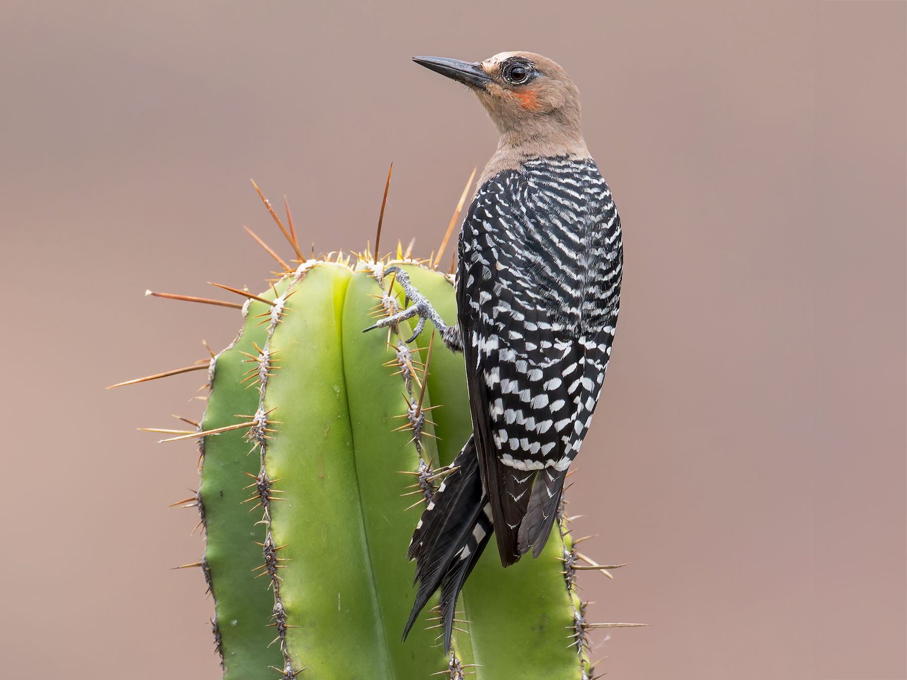 Gray-breasted Woodpecker - Dubi Shapiro