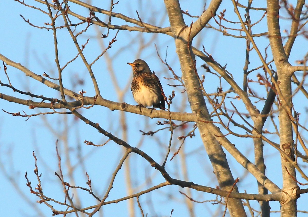 Wisconsin eBird Checklist - 9 Mar 2024 - Prentice Park - 25 species