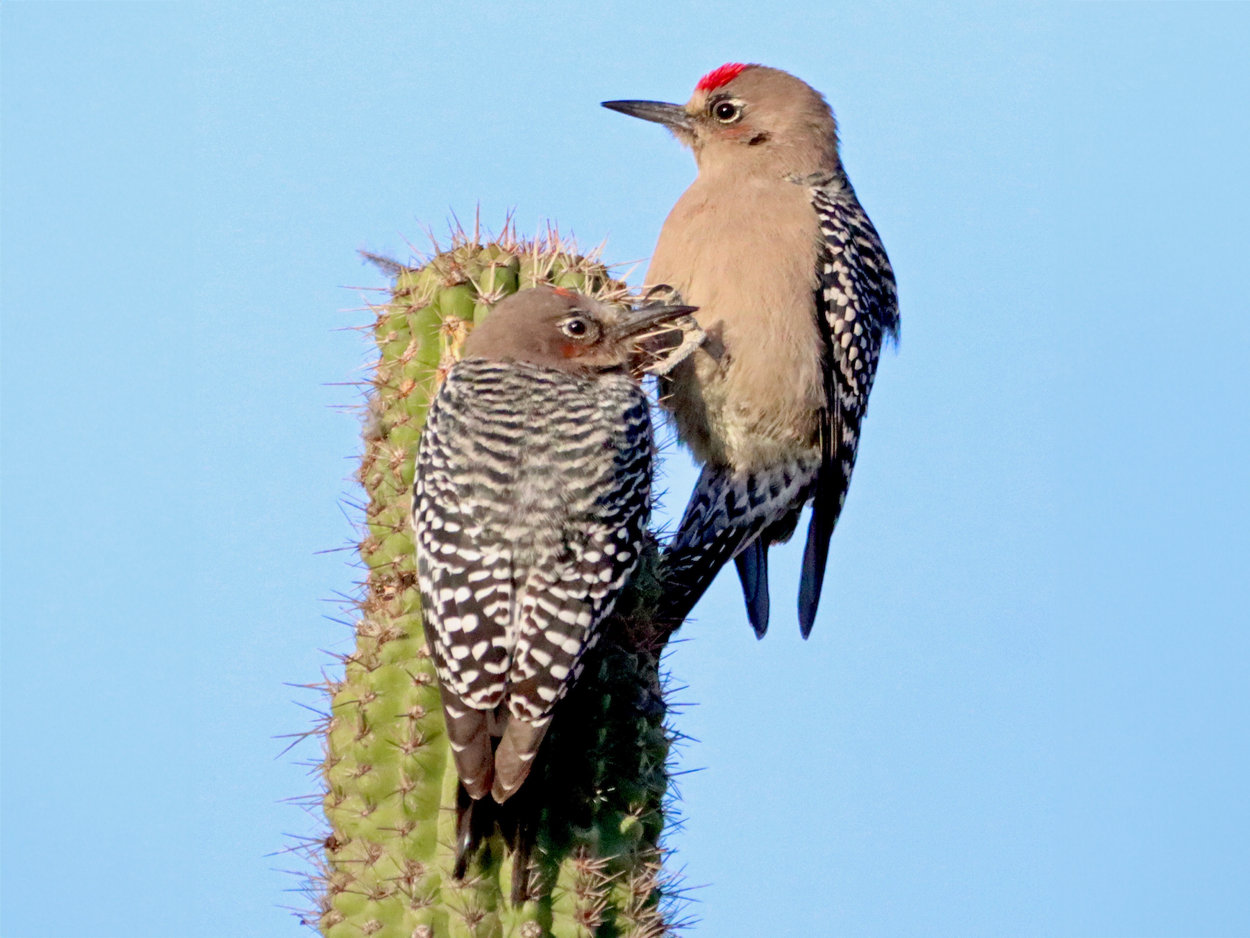 Gray-breasted Woodpecker - Robbin Mallett