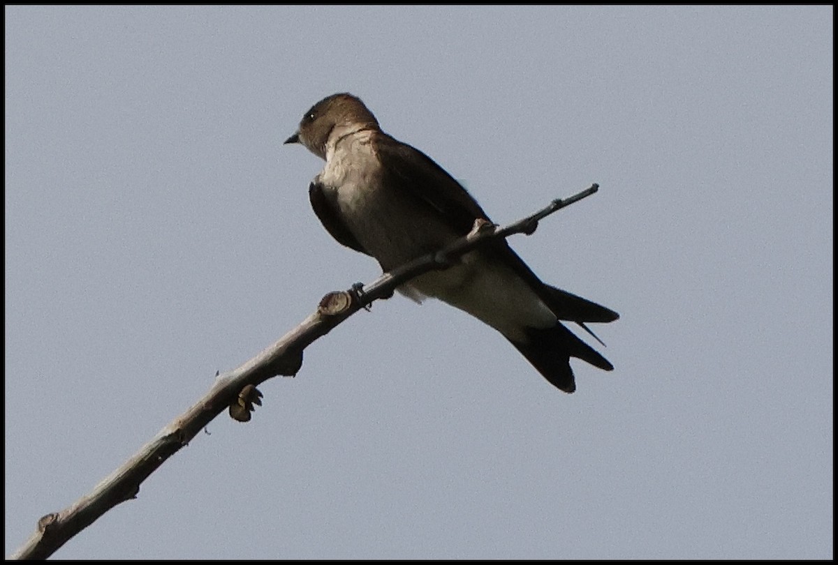 Northern Rough-winged Swallow - ML615963561