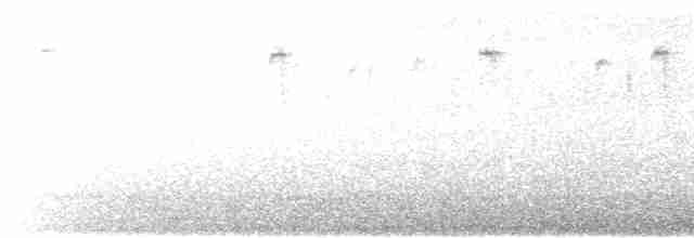 chřástal virginský (ssp. limicola/friedmanni) - ML615963921