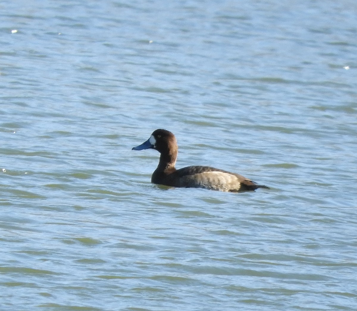 Greater Scaup - ML615964021