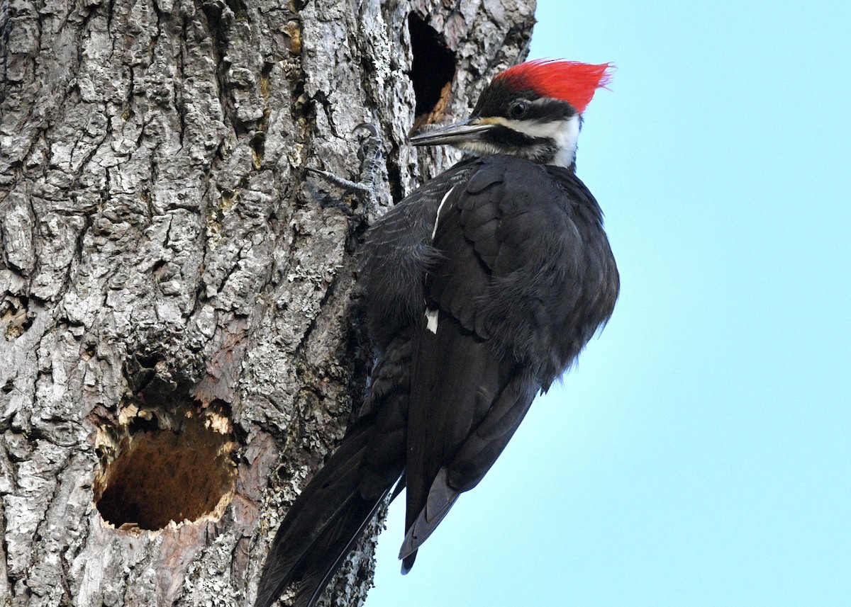 Pileated Woodpecker - Gregory Bozek