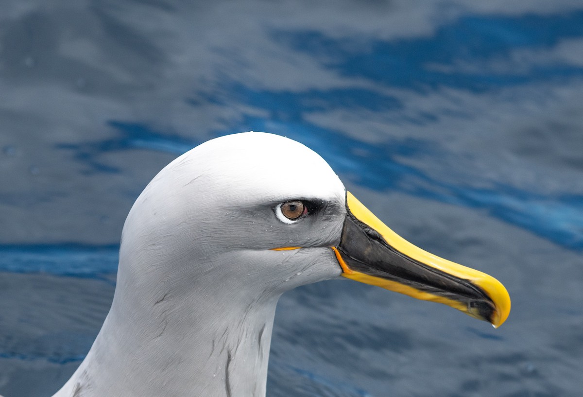 Buller's Albatross - Tom Dougherty