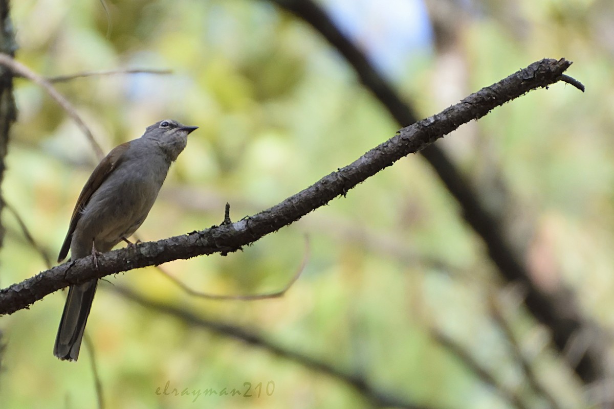 Brown-backed Solitaire - ML61596441