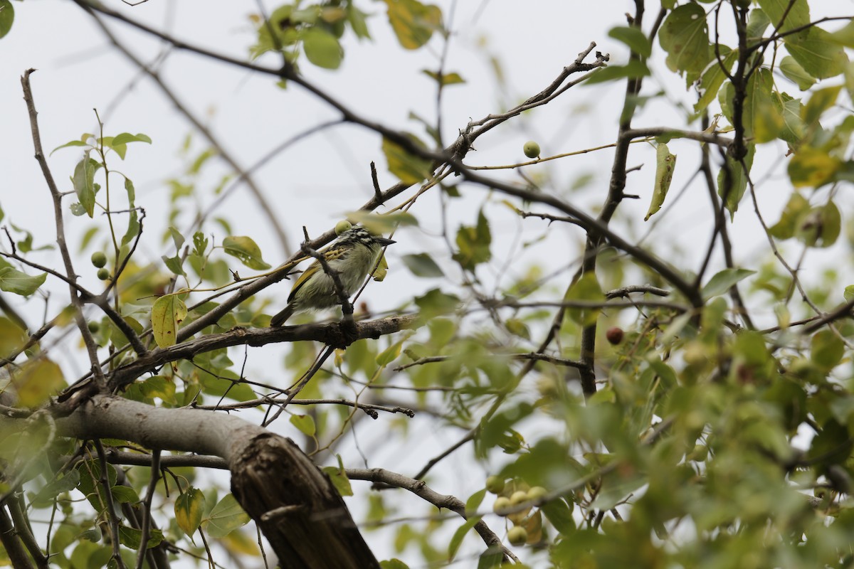 Red-fronted Tinkerbird - ML615964811