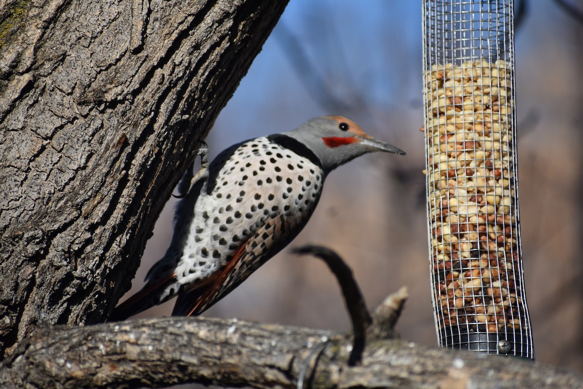 Northern Flicker (Red-shafted) - ML615964988