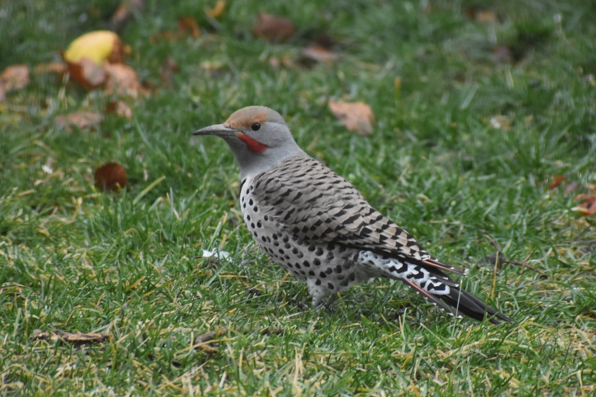 Northern Flicker (Red-shafted) - ML615965162