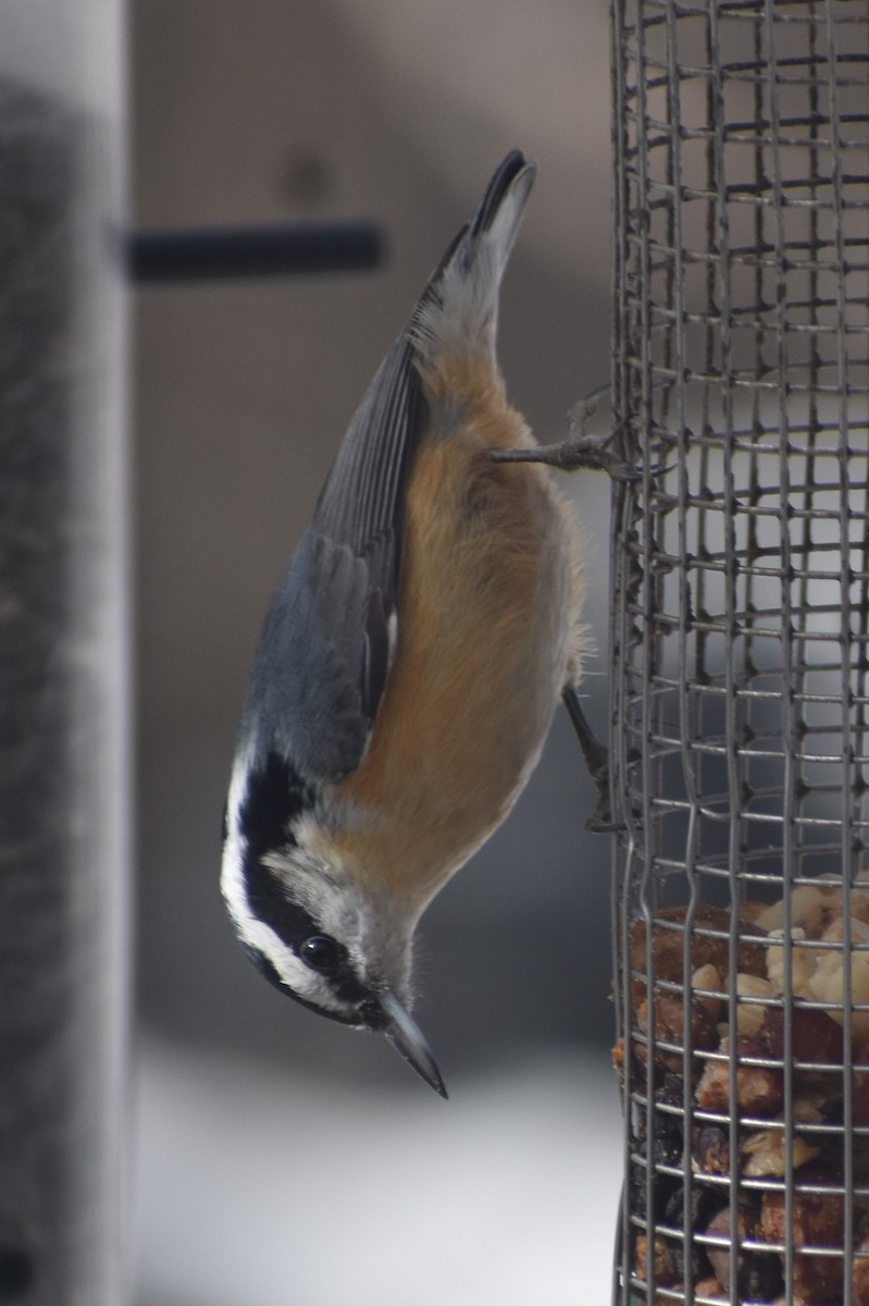 Red-breasted Nuthatch - Darren Hall