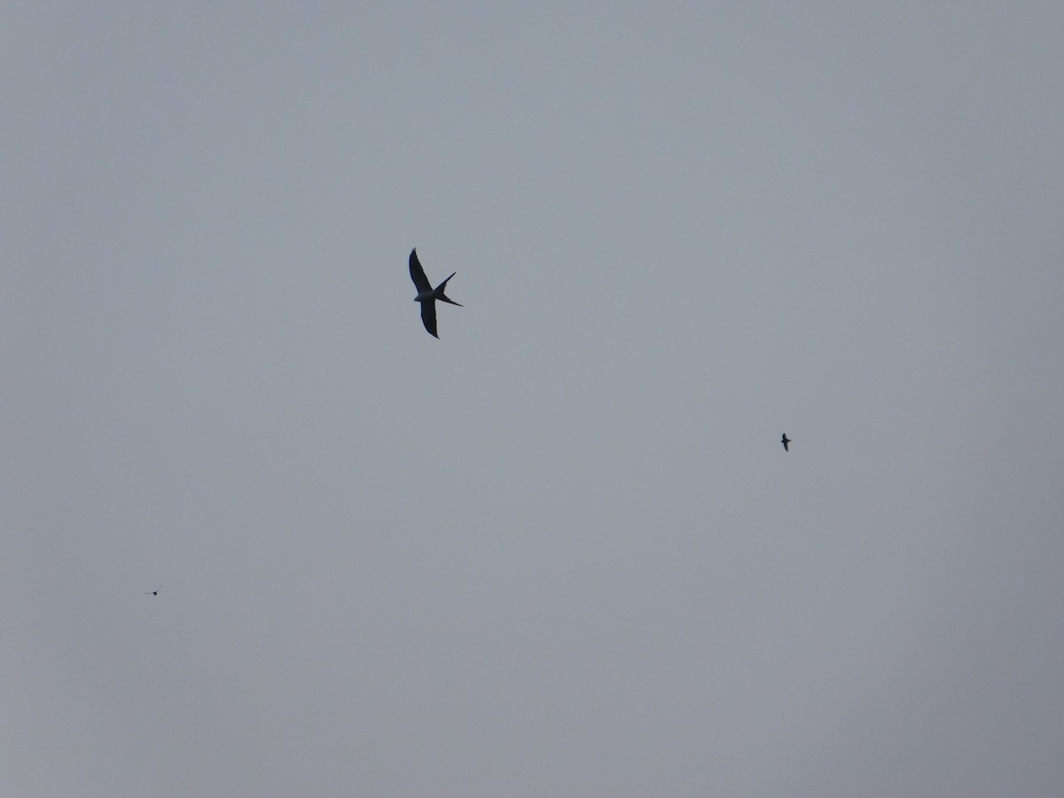 Swallow-tailed Kite - ML615965254