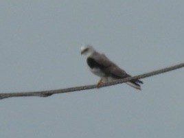 White-tailed Kite - ML615965359